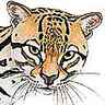 Ocelot
