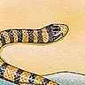 Serpent marin