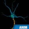 Neurone