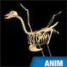 Squelette d'oiseau