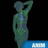 Lymphatique, système