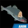 Respiration des poissons
