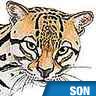 Cri d'ocelot