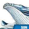 Baleine à bosse, cri