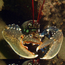Homard