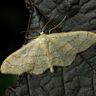 Papillon de nuit Papillon de nuit