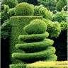 Jardin composé de buis taillés