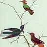 Buffon, Histoire naturelle : les oiseaux mouches Buffon, Histoire naturelle : les oiseaux mouches