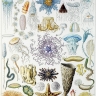 Faune et flore des océans.
