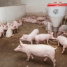 Alimentation de porcs