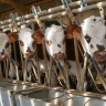 Bétail en feed-lot Bétail en feed-lot