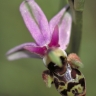 Pollinisation par les insectes