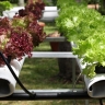 Culture de salades hors sol