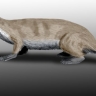 Puijila darwini