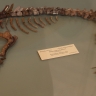 Potamotherium valetoni